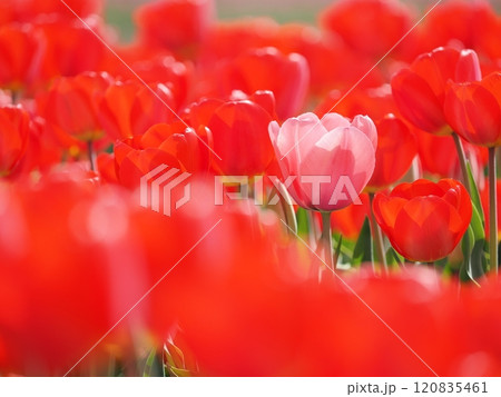 チューリップの花 120835461