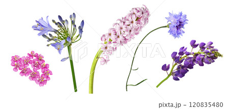 Set of flowers (agapanthus; hyacinth; knapweed; lupinus; yarrow) isolated 120835480