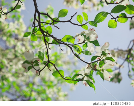 春の名古屋市天白区　笹原公園に咲くハナミズキ 120835486