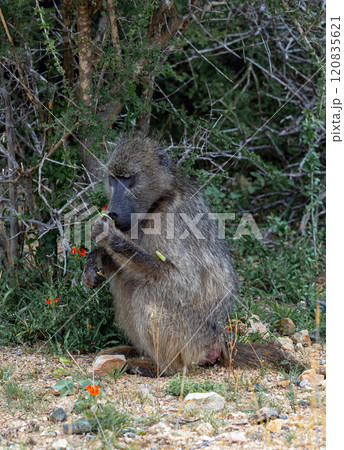 Chacma baboon monkey sits and chews a leaf. wildlife Chacma baboon monkey sits and chews a leaf. wildlife 120835621