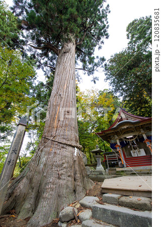中野神社　御神木の大杉　天然記念物　青森県 120835681
