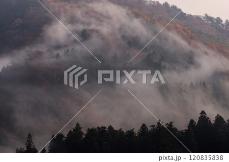 背泳素材　霧の中の冬紅葉　散り紅葉　小雪の頃　侘び寂び 120835838