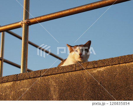 動物 島の猫 動物 島の猫 120835854