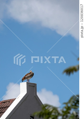 Egyptian Nile goose stands on the roof of a building like a living weather vane Egyptian Nile goose stands on the roof of a building like a living weather vane 120836017