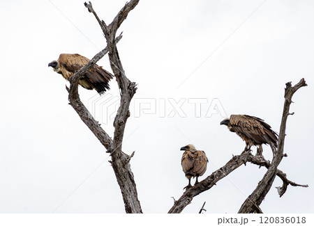 Three birds White-backed African vulture dry branch. Kruger Natural Park Three birds White-backed African vulture dry branch. Kruger Natural Park 120836018