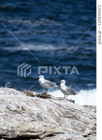 Two gulls, couple of birds stand on rock against background of blue ocean Two gulls, couple of birds stand on rock against background of blue ocean 120836021