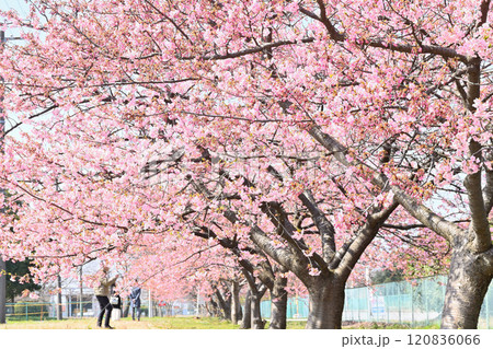 満開の河津桜の下で散歩する人 120836066