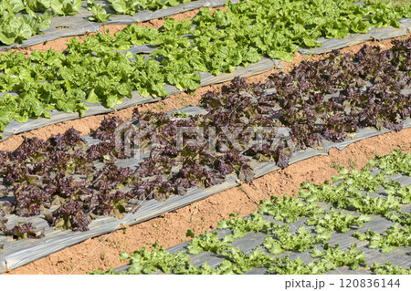 Large salad vegetable plots grown organically. 120836144