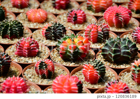 Gymnocalycium hybrid variegated in outdoor cactus farm. Gymnocalycium hybrid variegated in outdoor cactus farm. 120836189