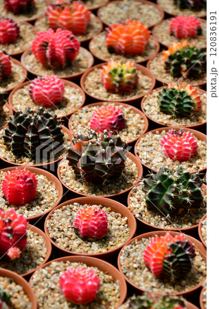 Gymnocalycium hybrid variegated in outdoor cactus farm. 120836191