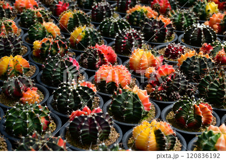 Gymnocalycium hybrid variegated in outdoor cactus farm. 120836192
