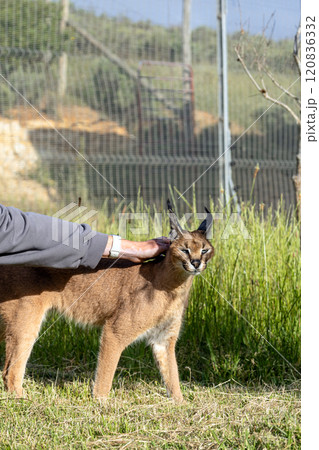 Woman hand stroking a caracal cat, rehabilitation center in South Africa 120836332