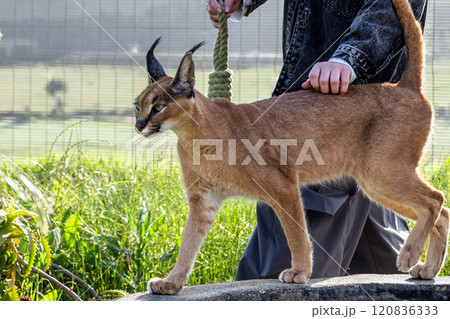 Woman holds a rope toy in hand and walks with a caracal cat 120836333