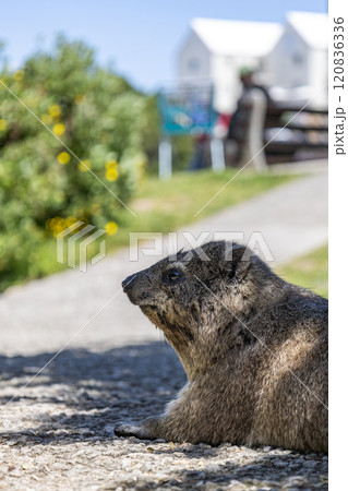 Close up side view portrait of rock hyrax. Procavia capensis. cape hyrax Close up side view portrait of rock hyrax. Procavia capensis. cape hyrax 120836336