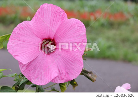 大きな花を咲かせたアメリカ芙蓉 120836620