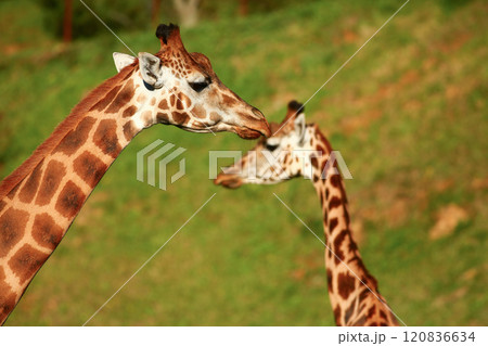 Closeup of Giraffe outdoors Closeup of Giraffe outdoors 120836634