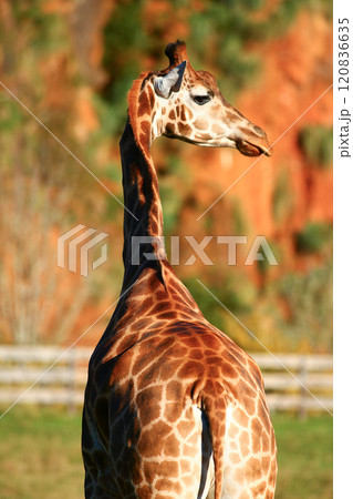Closeup of Giraffe outdoors Closeup of Giraffe outdoors 120836635