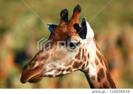 Closeup of Giraffe outdoors 120836639