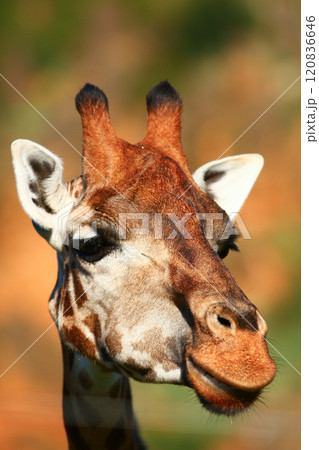 Closeup of Giraffe outdoors Closeup of Giraffe outdoors 120836646