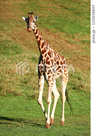Closeup of Giraffe outdoors Closeup of Giraffe outdoors 120836647