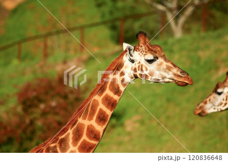 Closeup of Giraffe outdoors 120836648