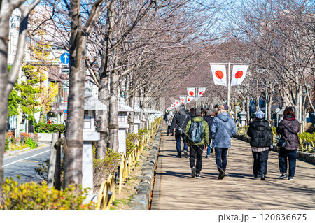 【神奈川県】正月を迎えた鎌倉の段葛 【神奈川県】正月を迎えた鎌倉の段葛 120836675