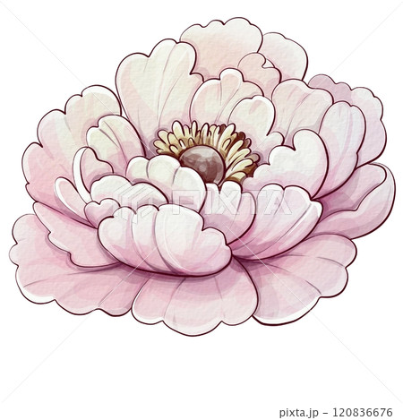 Pink peony flower in a watercolor style. Vector clipart. Vintage botanical illustration. Romantic roses and elegant floral style.Blooming bouquet for Mothers Day, birthday. For invitations, weddings Pink peony flower in a watercolor style. Vector clipart. Vintage botanical illustration. Romantic roses and elegant floral style.Blooming bouquet for Mothers Day, birthday. For invitations, weddings 120836676