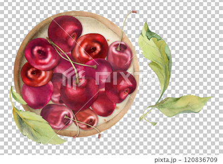Sweet sour red cherry berries on ceramic plate, hand drawn in watercolor, ripe cerise with leaves, stems. Isolated composition illustration. For restaurant, cafe dessert menu, wedding, farmers market Sweet sour red cherry berries on ceramic plate, hand drawn in watercolor, ripe cerise with leaves, stems. Isolated composition illustration. For restaurant, cafe dessert menu, wedding, farmers market 120836709