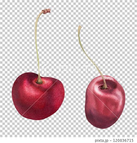 Sweet sour red cherry berries on stems, hand drawn in watercolor, scattered ripe cerise drupes. Composition illustration isolated on white. For cafe dessert menu, wedding, restaurant, farmers market 120836715
