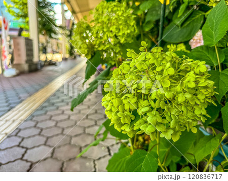 あじさい通り 120836717