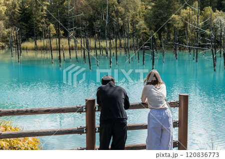 【美瑛町白金　青い池と観光客】 120836773