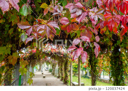 Orange and red   wet leaves in Turlure park next   Basilica of the Sacred Heart of Montmartre 120837424