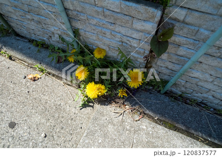 側溝の隙間に生えるたんぽぽ 120837577