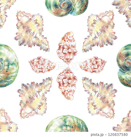 Shell pattern underwater world in watercolor. Murex Endivia, Voluta Virescens, Conch Snail, Turbo shell, Moon, Rosy Wolf snail sea shells with different form. Sea snails can be used as a sticker, a 120837580