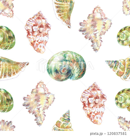 Shell pattern underwater world in watercolor. Murex Endivia, Voluta Virescens, Conch Snail, Turbo shell, Moon, Rosy Wolf snail sea shells with different form. Sea snails can be used as a sticker, a Shell pattern underwater world in watercolor. Murex Endivia, Voluta Virescens, Conch Snail, Turbo shell, Moon, Rosy Wolf snail sea shells with different form. Sea snails can be used as a sticker, a 120837581
