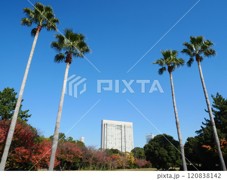 青空に映えるヤシの木と紅葉した公園｜潮風公園 120838142