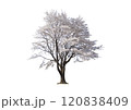 建築パースや立面図で使える樹木の添景_大きなサクラの木_白く美しい満開の花びらをまとった一本桜 120838409