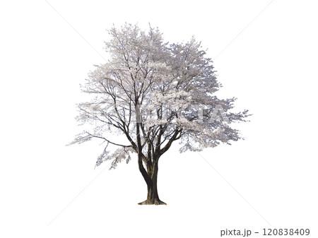 建築パースや立面図で使える樹木の添景_大きなサクラの木_白く美しい満開の花びらをまとった一本桜 120838409