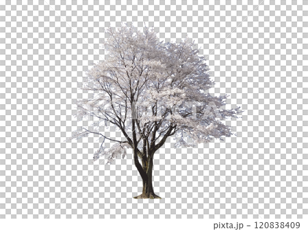 A large cherry tree that can be used as an accessory for architectural perspective and elevation drawings. A single cherry tree with beautiful white petals in full bloom. 120838409