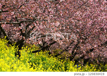河津桜と菜の花 河津桜と菜の花 120838419