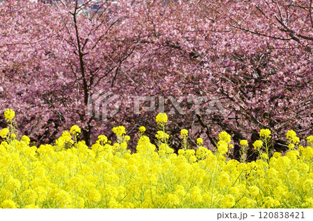 菜の花と河津桜 菜の花と河津桜 120838421