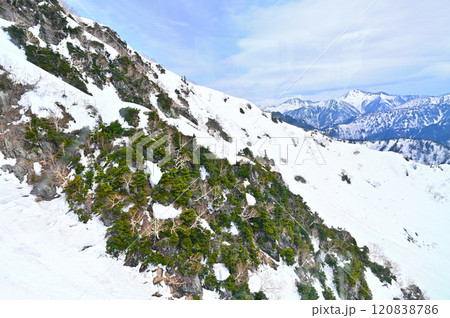【富山県】雪から顔を出す立山連峰の岩肌とハイマツ 【富山県】雪から顔を出す立山連峰の岩肌とハイマツ 120838786
