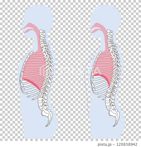 How breathing works: Diaphragm and respiratory muscles 120838942