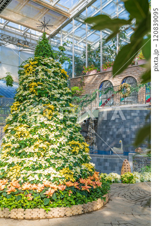 冬のはままつフラワーパーク、クリスマス展示〈静岡県浜松市〉 冬のはままつフラワーパーク、クリスマス展示〈静岡県浜松市〉 120839095