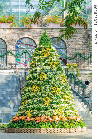冬のはままつフラワーパーク、クリスマス展示〈静岡県浜松市〉 冬のはままつフラワーパーク、クリスマス展示〈静岡県浜松市〉 120839099