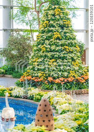 冬のはままつフラワーパーク、クリスマス展示〈静岡県浜松市〉 120839101