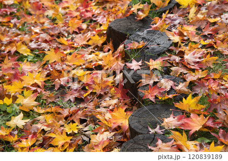 秋の紅葉がきれいな札幌市手稲前田森林公園の落ち葉 秋の紅葉がきれいな札幌市手稲前田森林公園の落ち葉 120839189