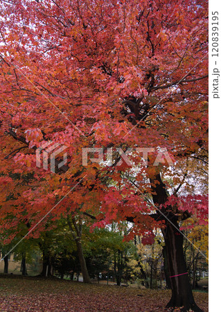 秋の紅葉がきれいな札幌市手稲前田森林公園で撮影したもみじの落ち葉 120839195