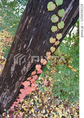 チョウ並木の紅葉が有名な北海道大学で撮影した紅葉してグラデーションしている蔦 120839229
