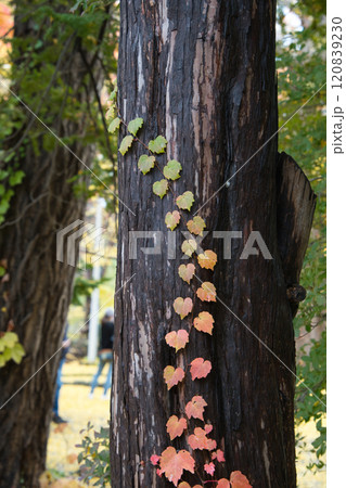 イチョウ並木の紅葉が有名な北海道大学で撮影した紅葉してグラデーションしている蔦 イチョウ並木の紅葉が有名な北海道大学で撮影した紅葉してグラデーションしている蔦 120839230